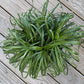 Large Ponytail Palm