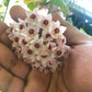 Tricolor Hoya Krimson Queen 4"