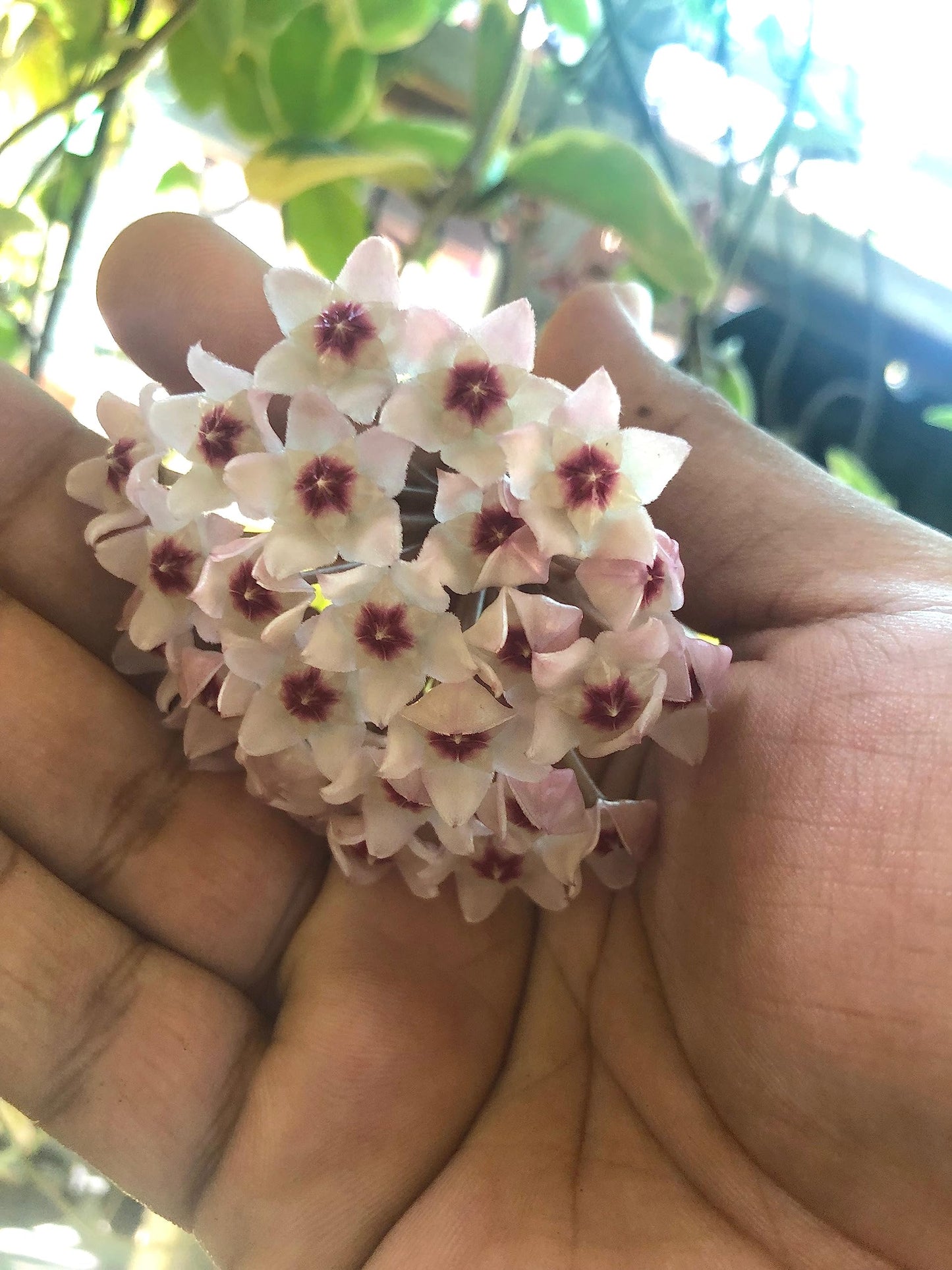 Tricolor Hoya Krimson Queen 4"