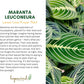 Lemon Lime Prayer Plant Maranta