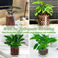 Organic Expanded Clay Pebbles for Plants | Leca