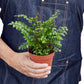 Ferns