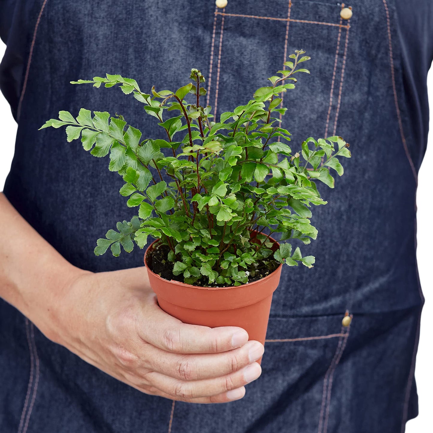 Ferns