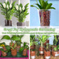 Organic Expanded Clay Pebbles for Plants | Leca