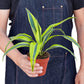 Dracaenas
