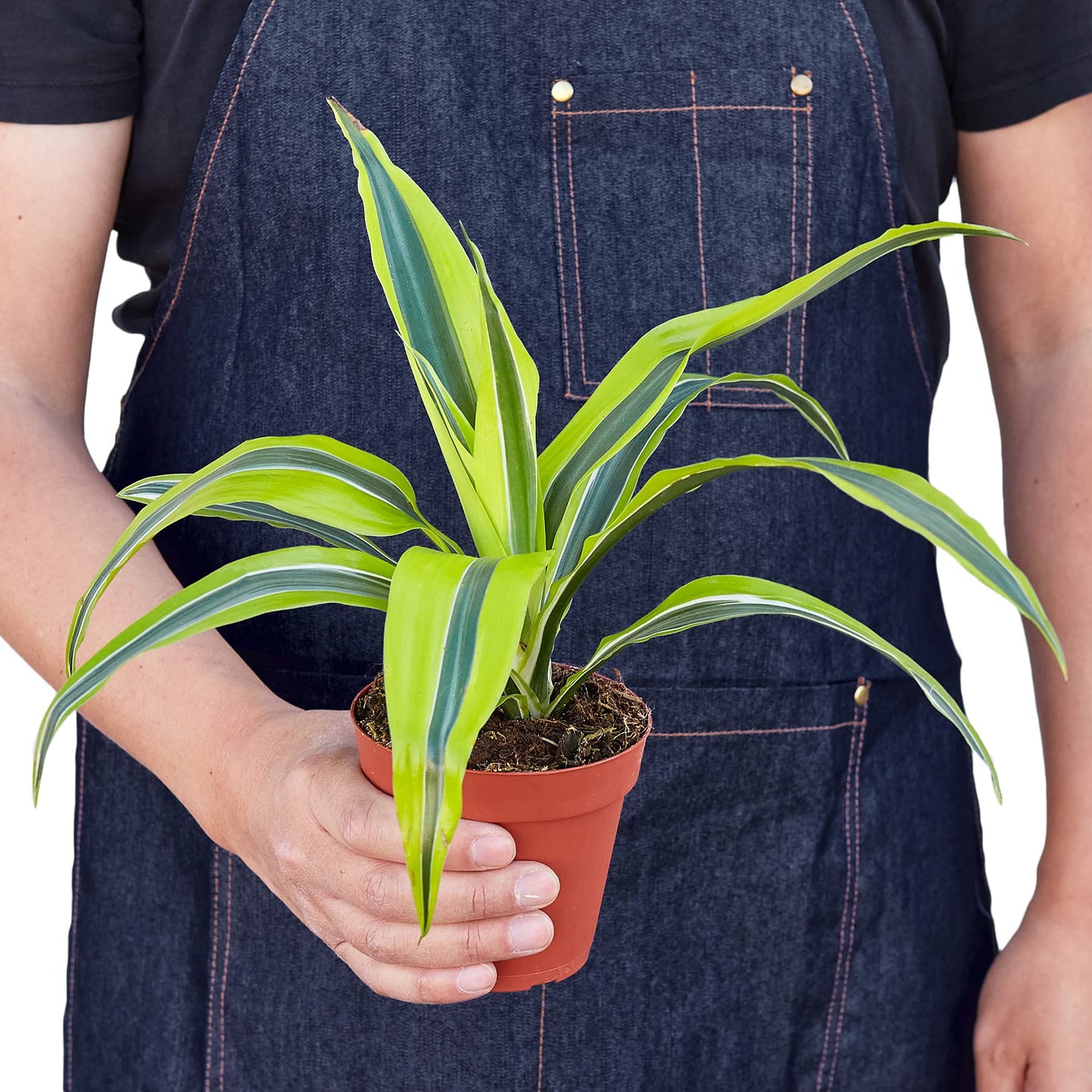 Dracaenas