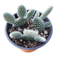 4" Trailing Succulents