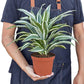 Dracaenas
