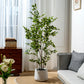 Artificial Ficus Tree & Planter