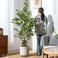 Artificial Ficus Tree & Planter
