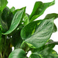 Pothos