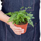 Ferns