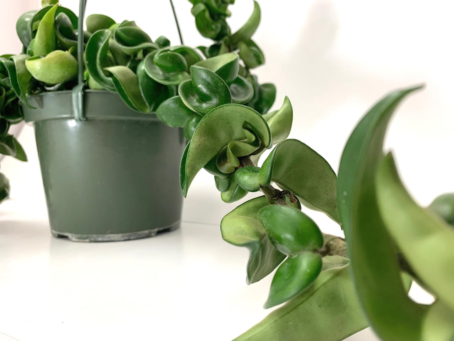 6" Hoya Compacta aka Hindu Rope
