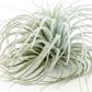 Jumbo Tectorum Ecuador Air Plant