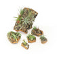 DIY Natural Cork Bark with Air Plants Kit
