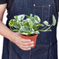 Pothos