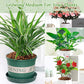 Organic Expanded Clay Pebbles for Plants | Leca