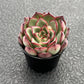 Sprout N Green Echeveria Minima, 1 Live Mini Succulent Plant Fully Rooted in 2 inch Starter Pot, Real House Plant for Indoor Outdoor Home Office Wedding Decoration Party Favor