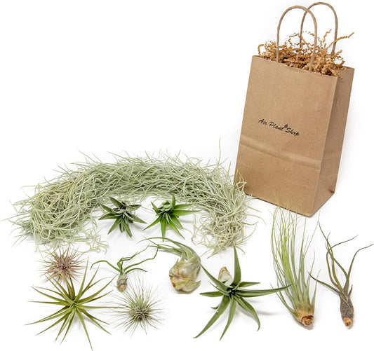 10 Air Plants Gift Spanish Moss