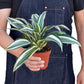 Dracaenas
