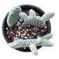 4" Trailing Succulents