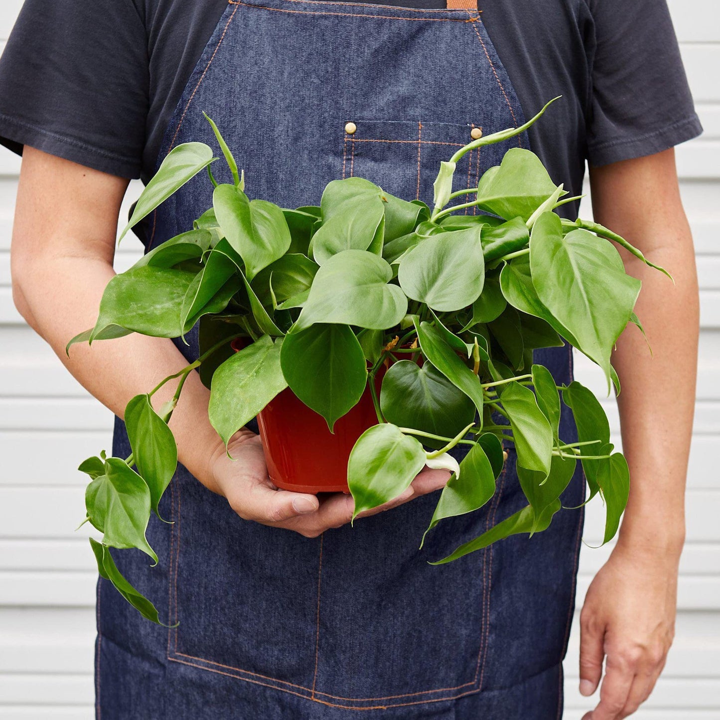 Philodendrons