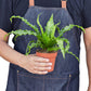 Ferns