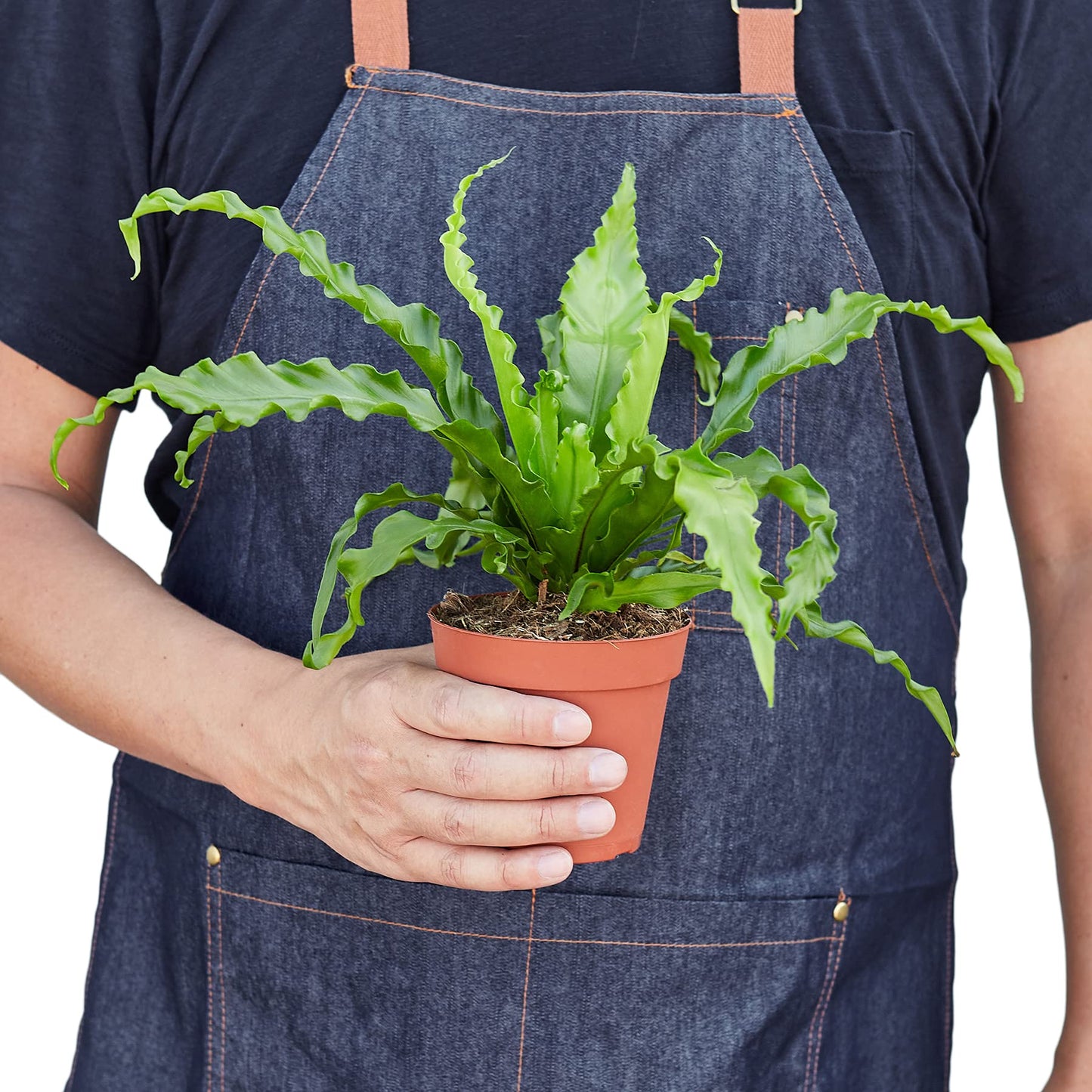 Ferns