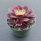 4" Trailing Succulents