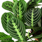 Maranta