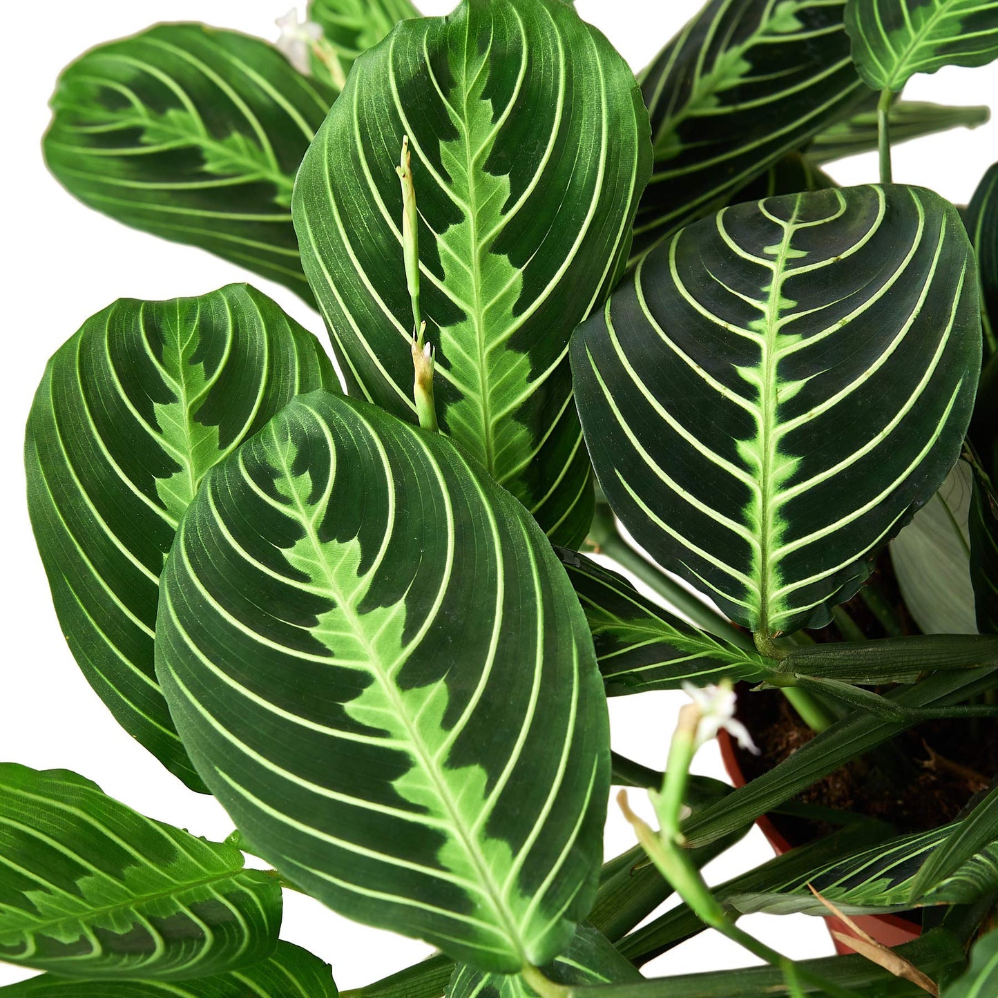 Maranta