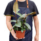 Ficus