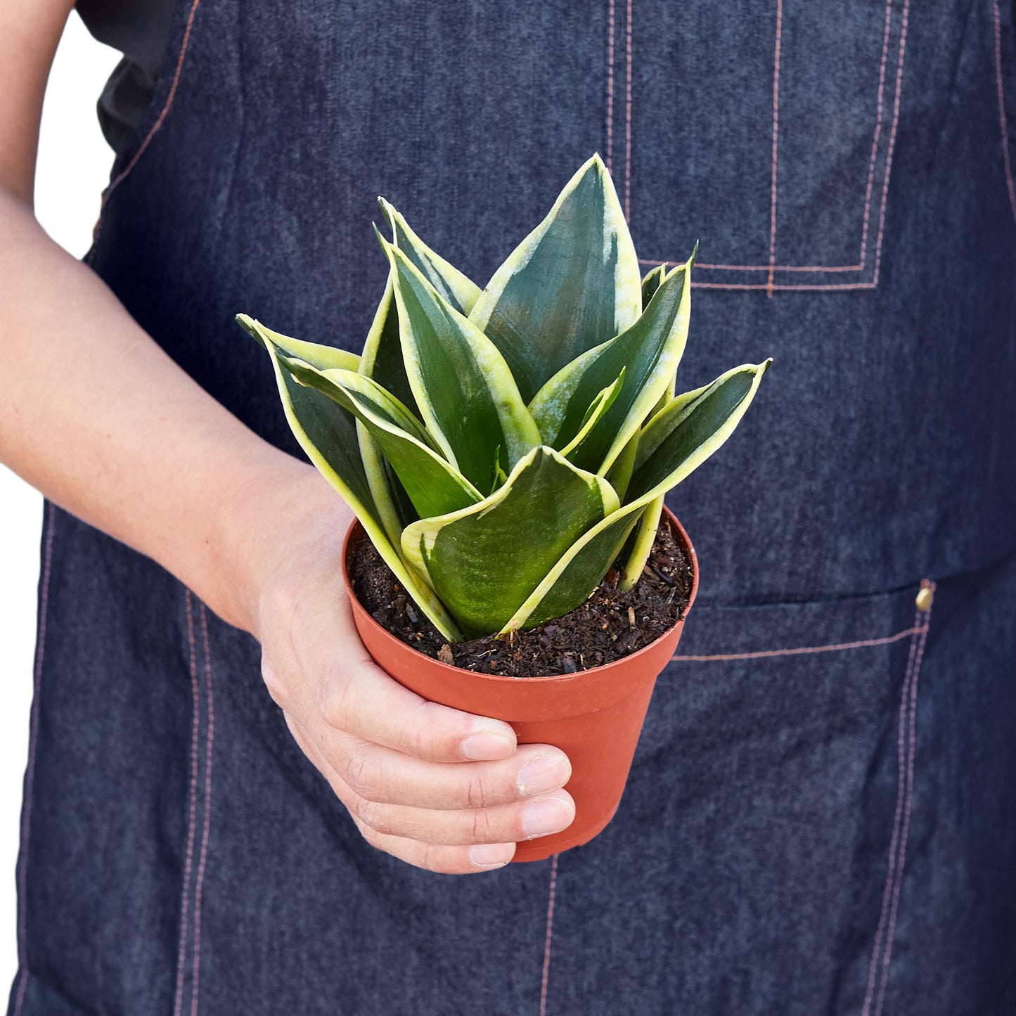 Snake Plants