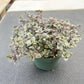4" Trailing Succulents