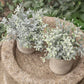 Mini Potted Artificial Plants - 3 pack