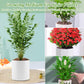 Organic Expanded Clay Pebbles for Plants | Leca
