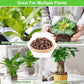 Organic Expanded Clay Pebbles for Plants | Leca