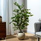 Artificial Ficus Tree & Planter