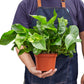Pothos