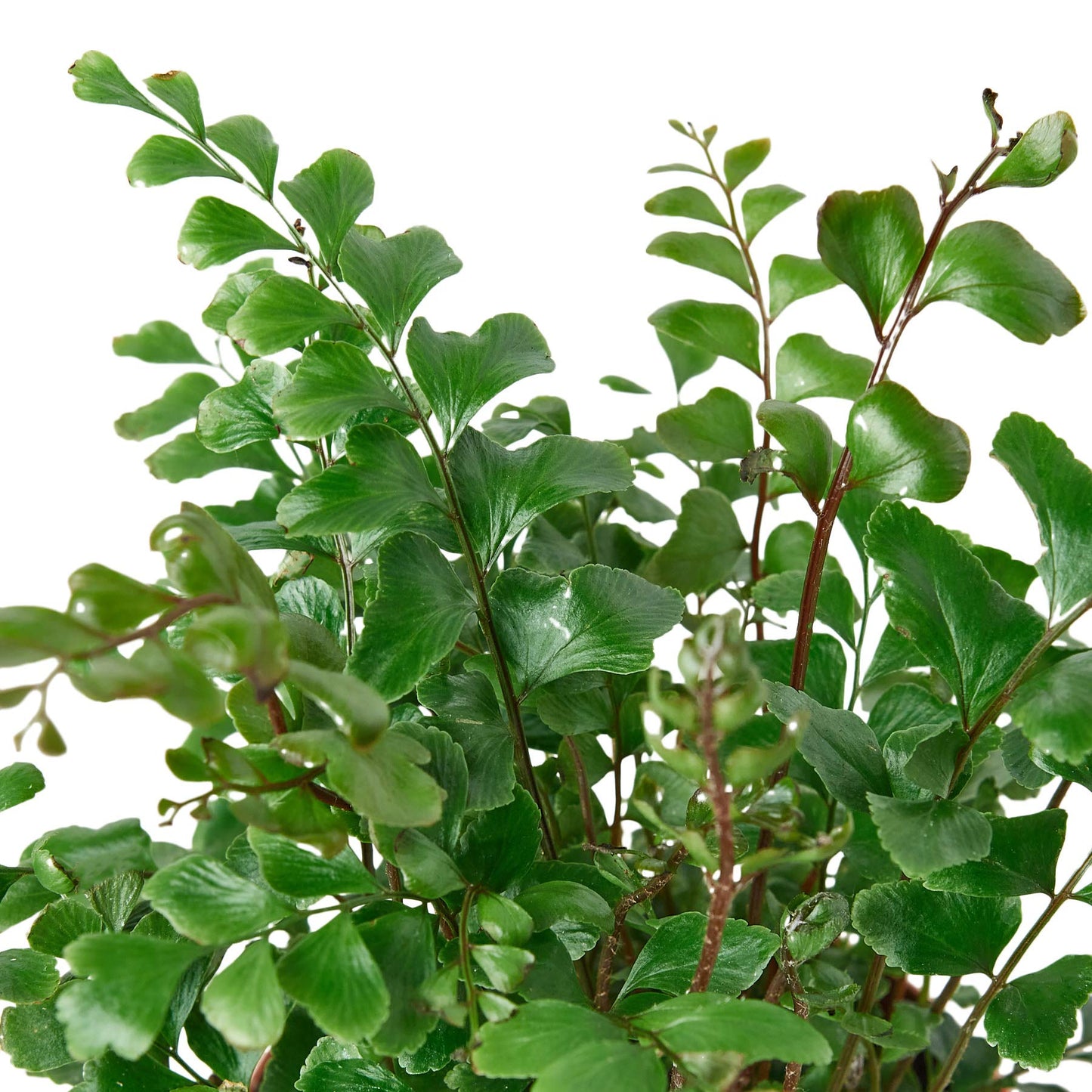 Ferns