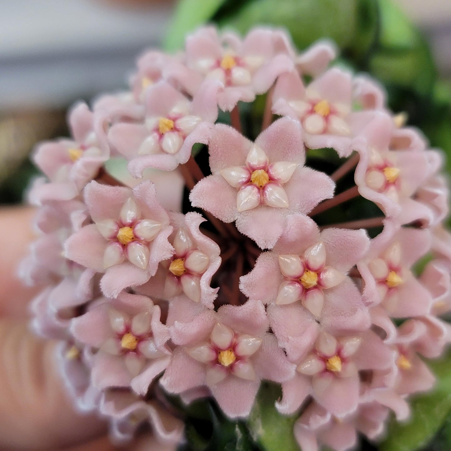 6" Hoya Compacta aka Hindu Rope