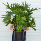 Philodendrons
