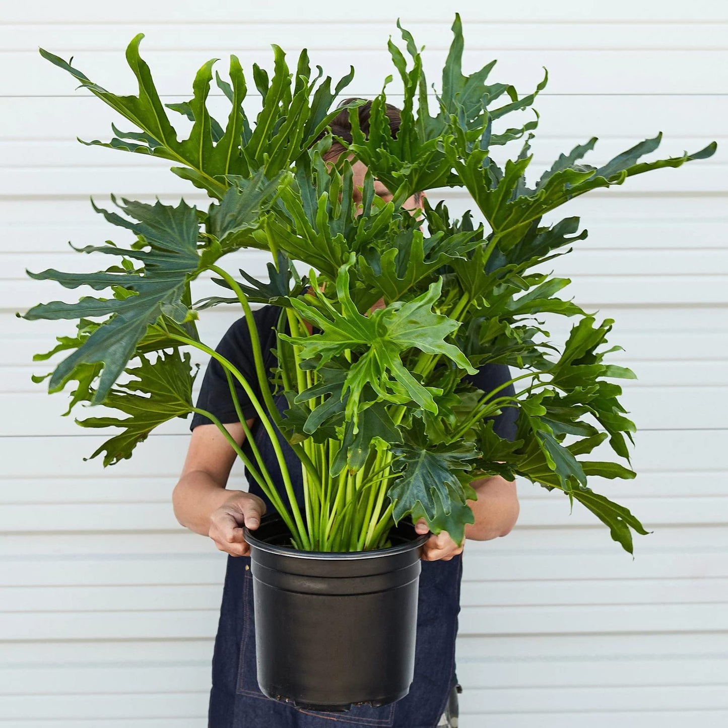 Philodendrons