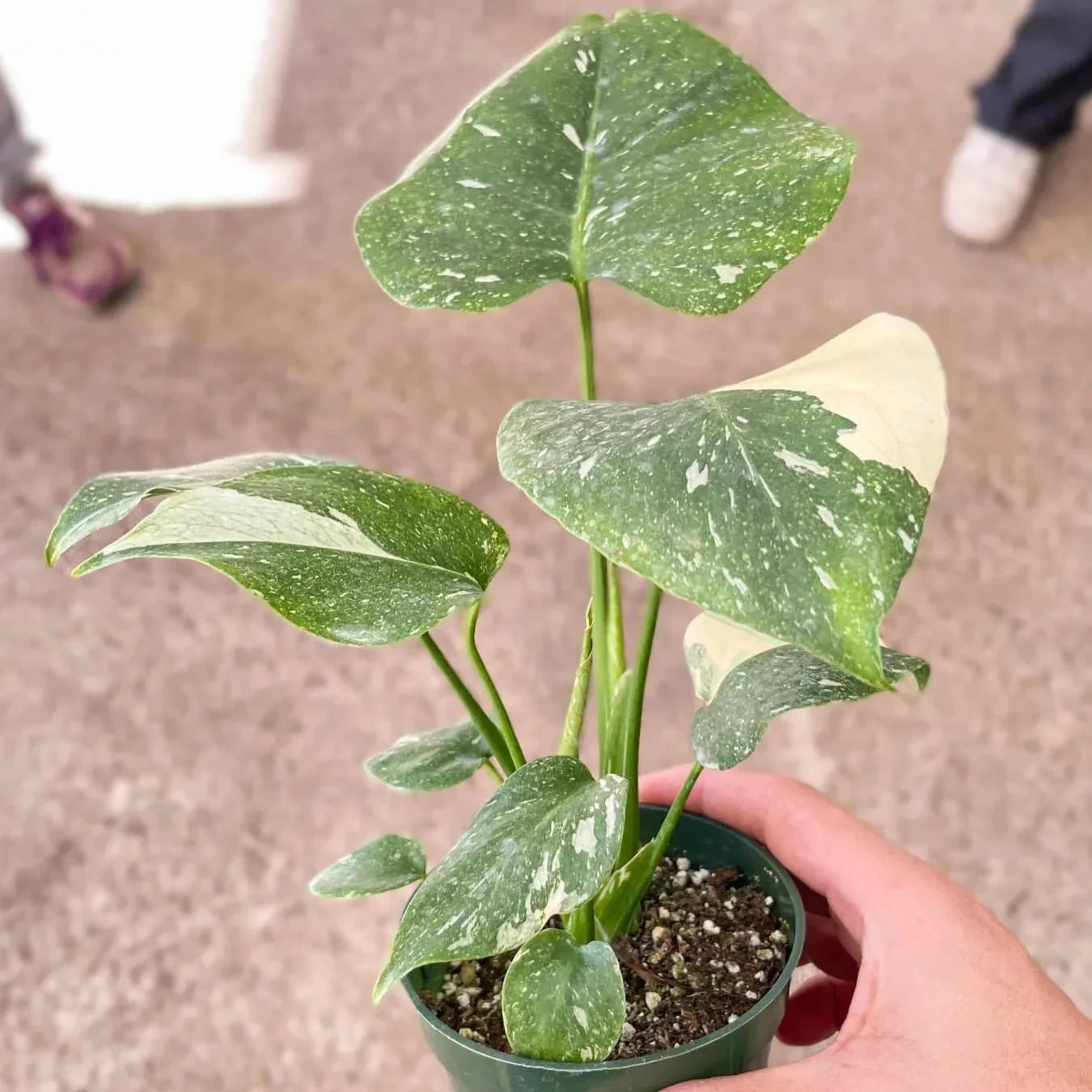 Thai Constellation Monstera 3"