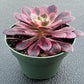 4" Trailing Succulents