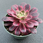 4" Trailing Succulents