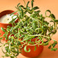 Modern Sprout Rooted Candle - 2 in 1 Scented Soy Candle with Seeds