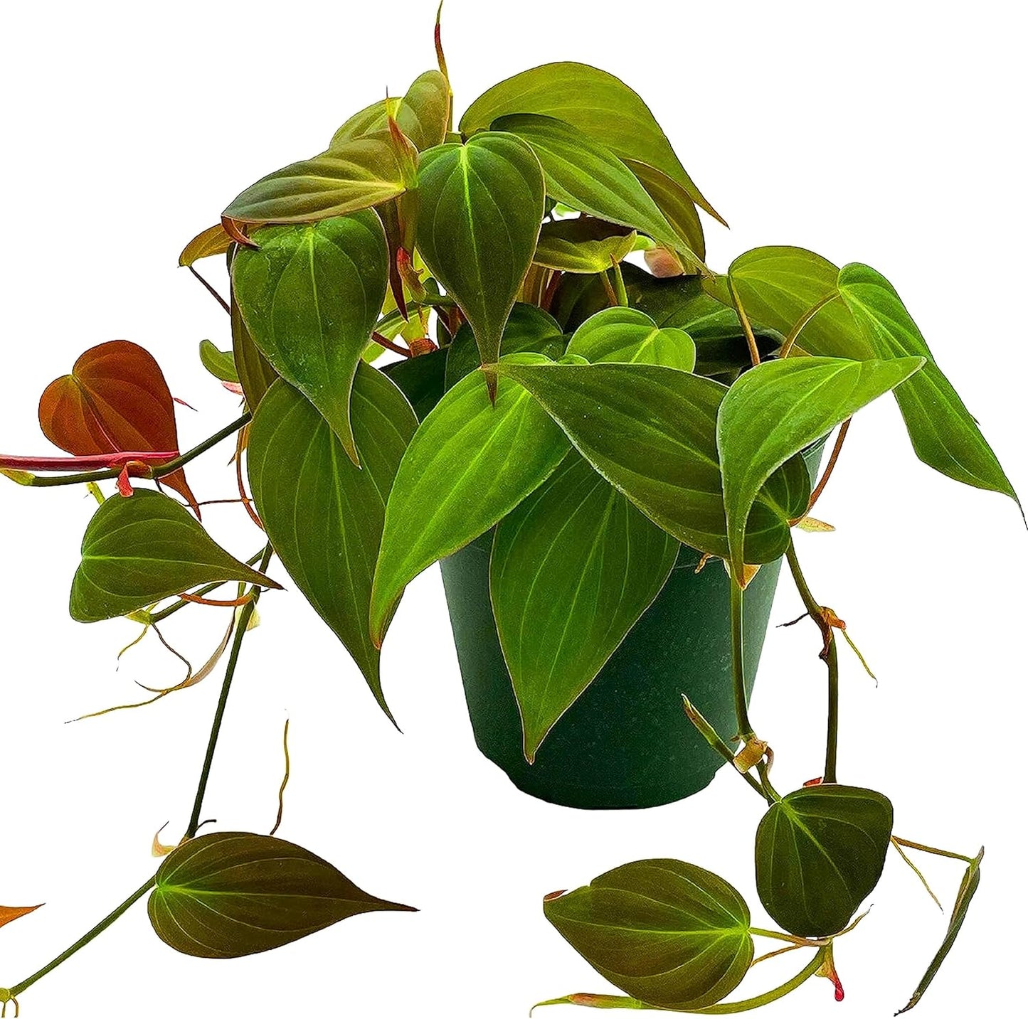 Philodendron Micans 4"