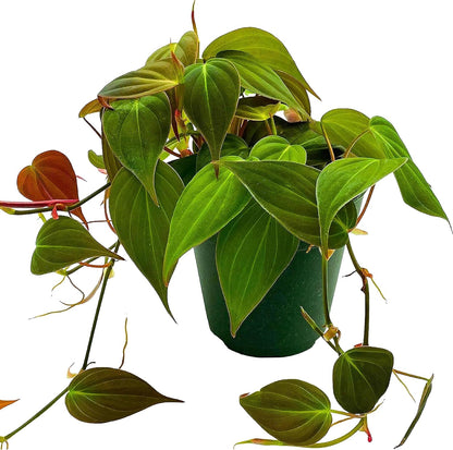 Philodendron Micans 4"
