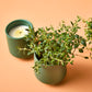 Modern Sprout Rooted Candle - 2 in 1 Scented Soy Candle with Seeds